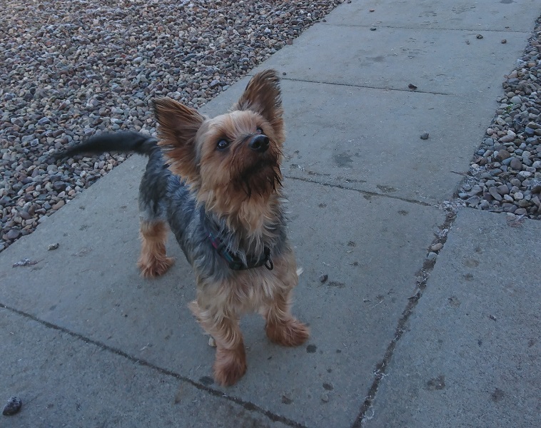 Yorkie Perthshire Abandoned Dog Society Rehoming abandoned and