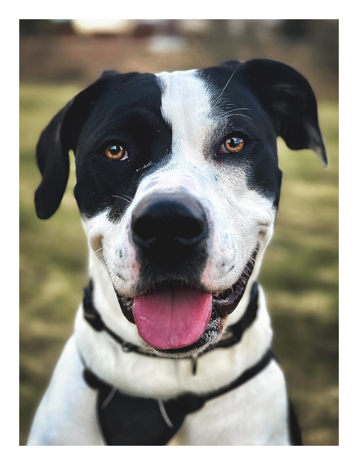 Willow, 1yo Lurcher x Am Bulldog Perthshire Abandoned Dog Society
