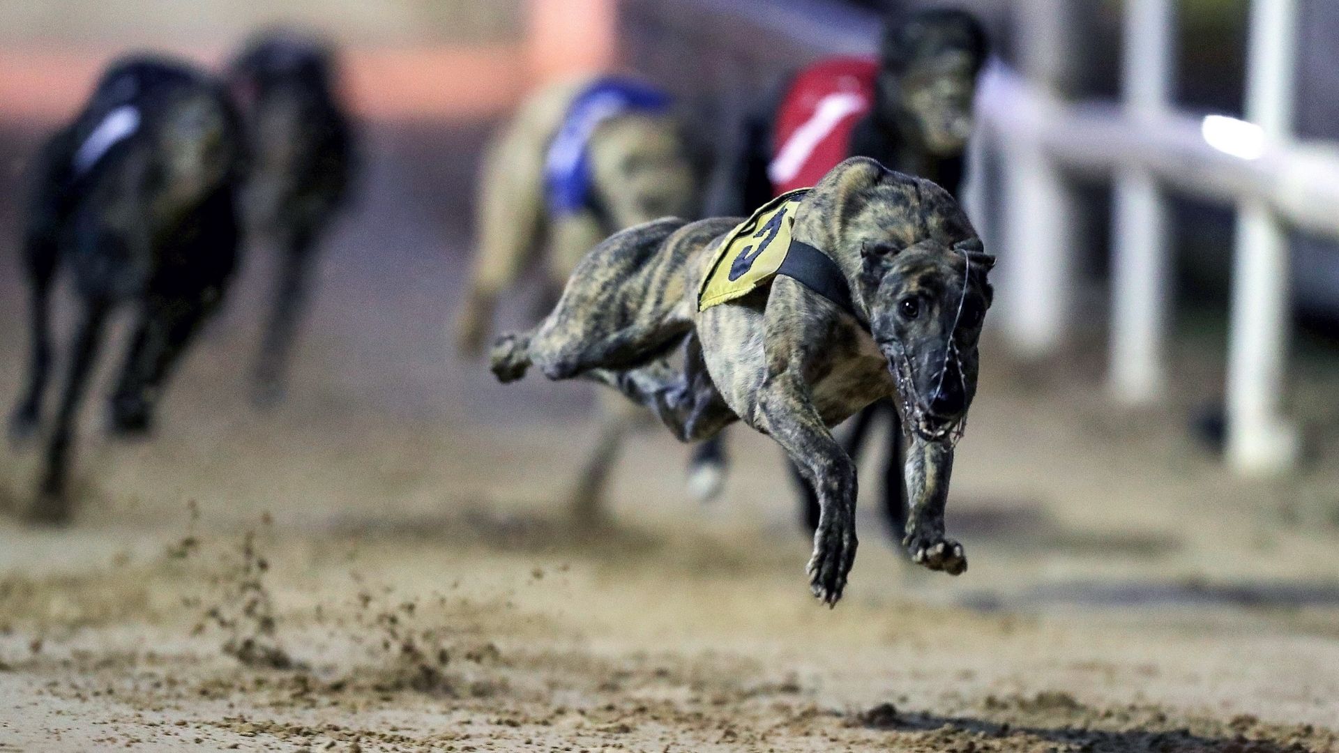 Talking Dogs TV live Irish Greyhound Racing