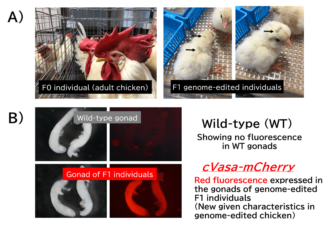 Setsuro Tech succeeded in the production of genomeedited chicken using