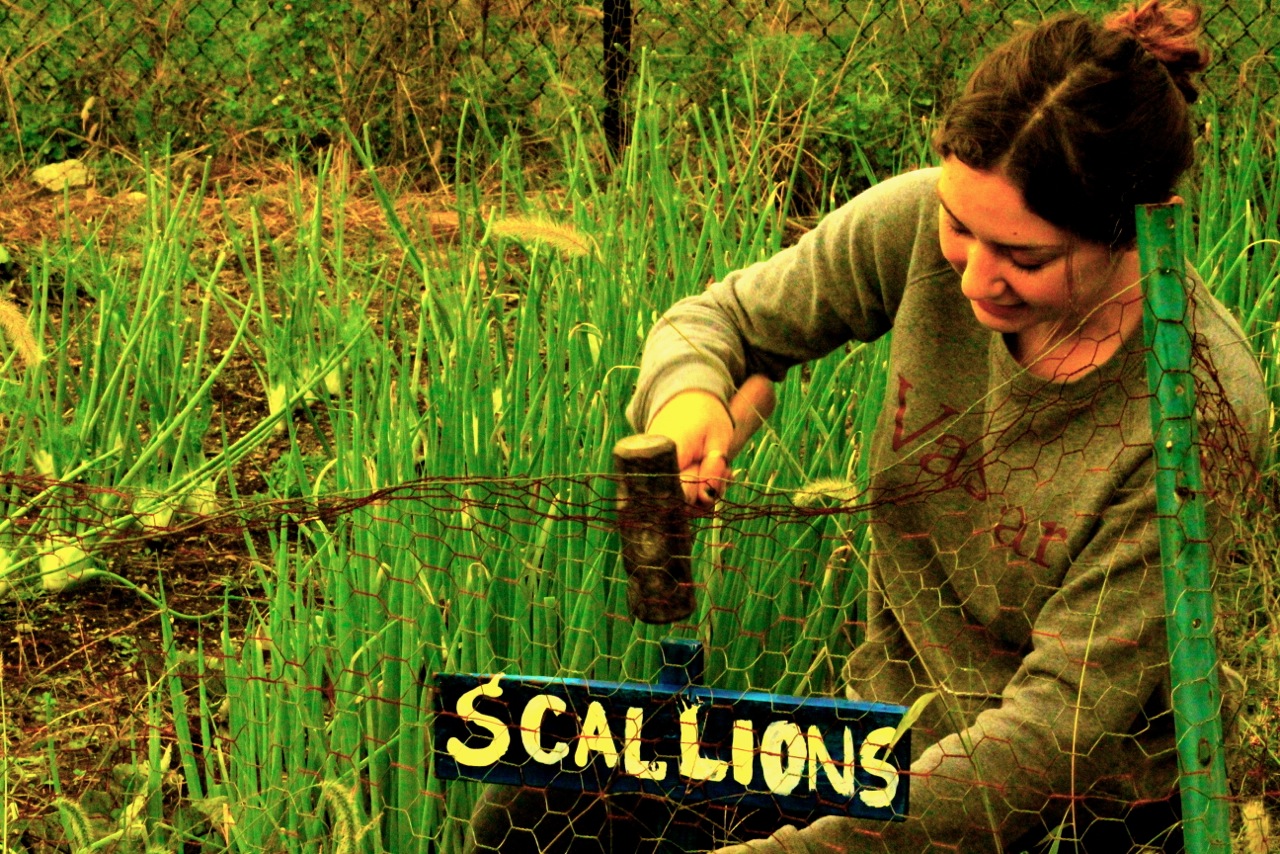 Vassar Experimental Garden