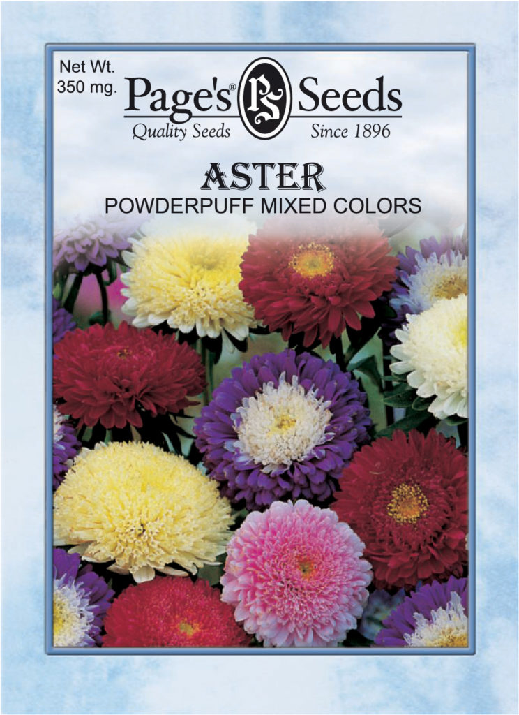 Aster Powderpuff The Page Seed Company, Inc