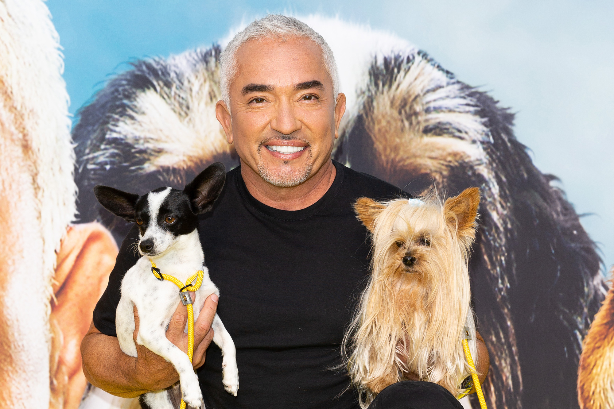 Cesar Millan's pit bull killed Queen Latifah's dog Lawsuit