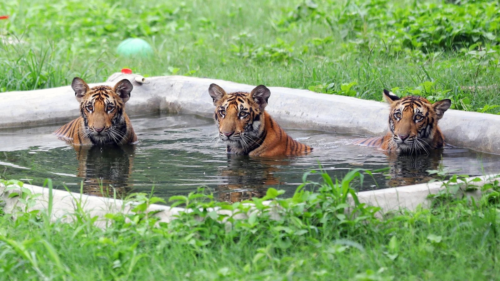 5 Zoos In Delhi To Have A Good Time Pages of delhi