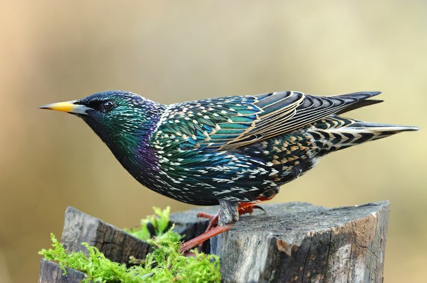 Kleine Vogelkunde heimische Wintervögel erkennen