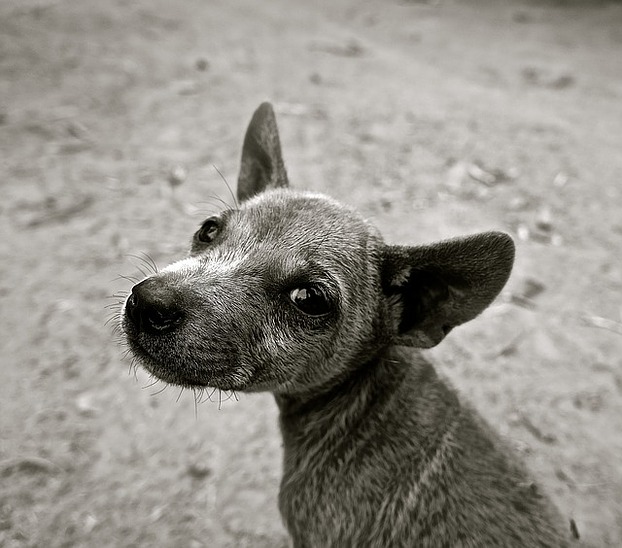 Hund kastrieren ja oder nein?