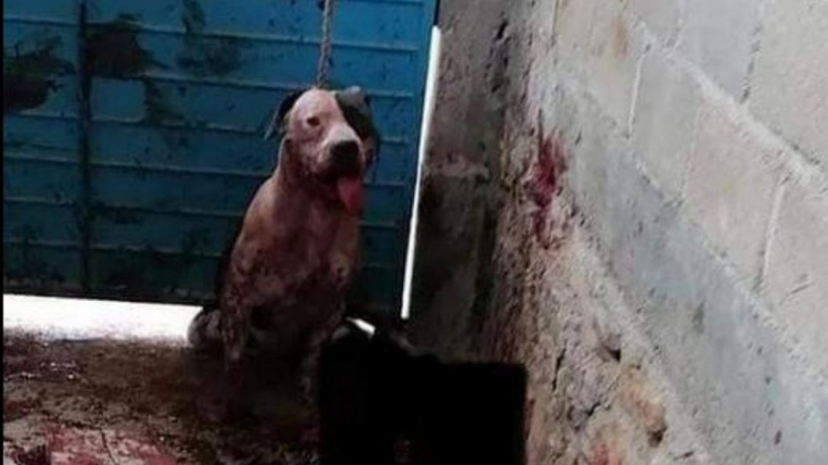 Perro muerde a ladrón y familiares quieren sacrificarlo * Página Central