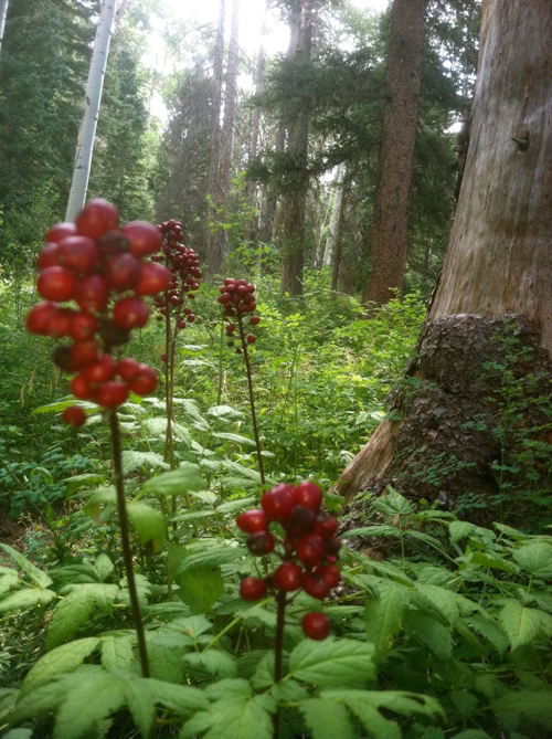 Red Baneberry is Pretty and Toxic Pagosa Springs Colorado