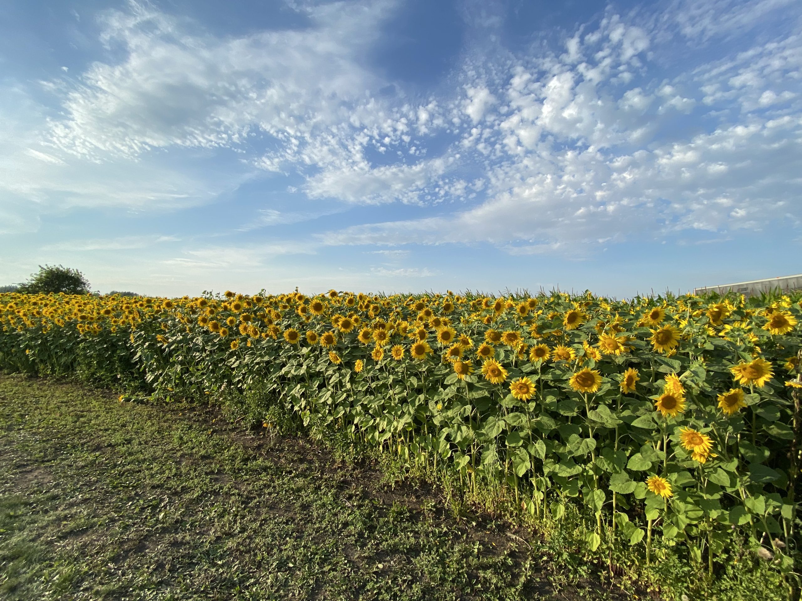 Sunflower Festival blooms at Youth Farm Prince Albert Daily Herald
