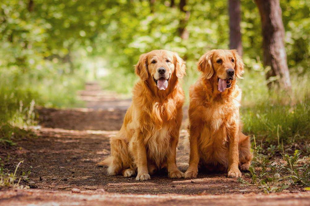 Parasite Prevention Veterinarian in Fallston, MD Pleasantville