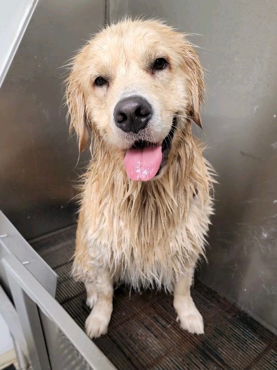 Can Groomers Sedate Dogs