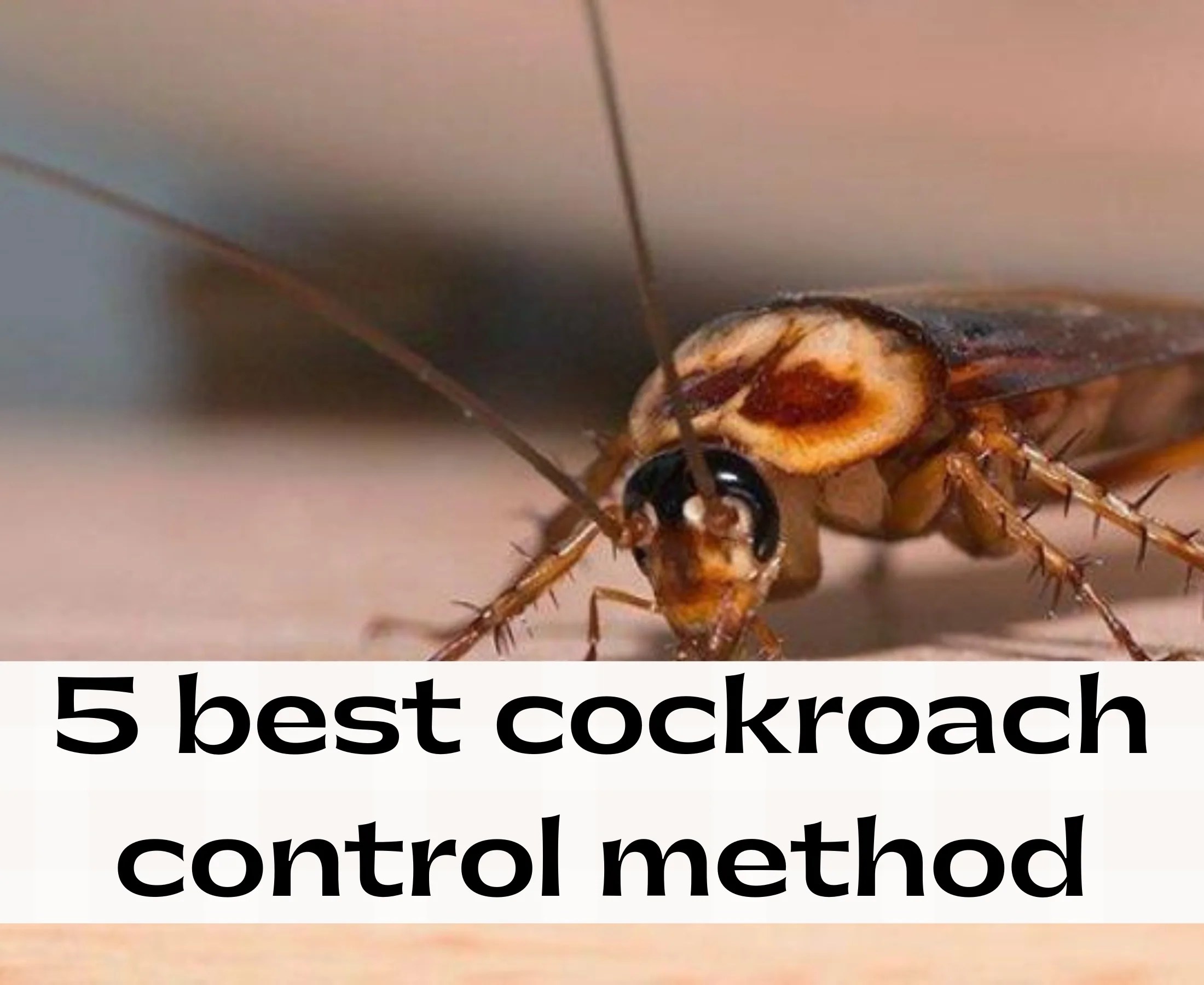 5 best cockroach control method for homes & offices?