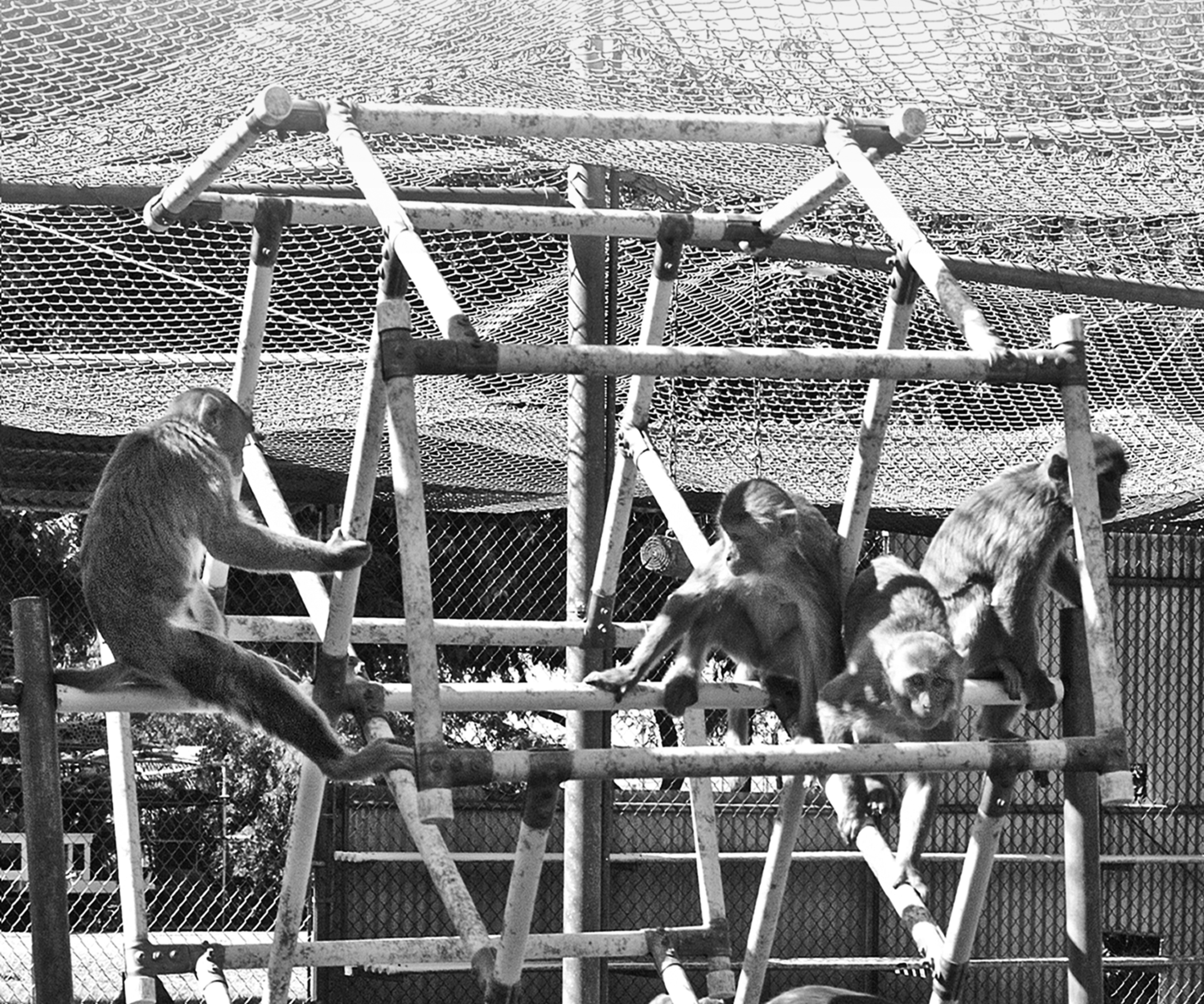 The Critical Role of Nonhuman Primates in Medical Research White