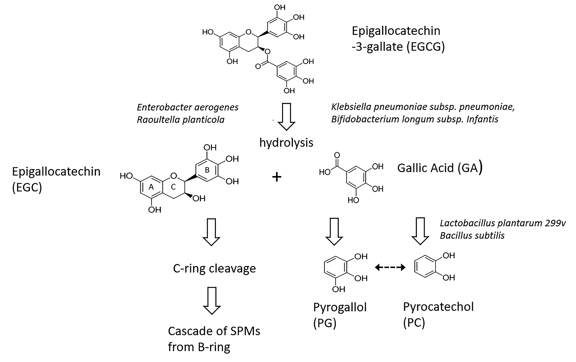 Urinary Metabolites of Green Tea as Potential Markers of Colonization Resistance to Pathogenic