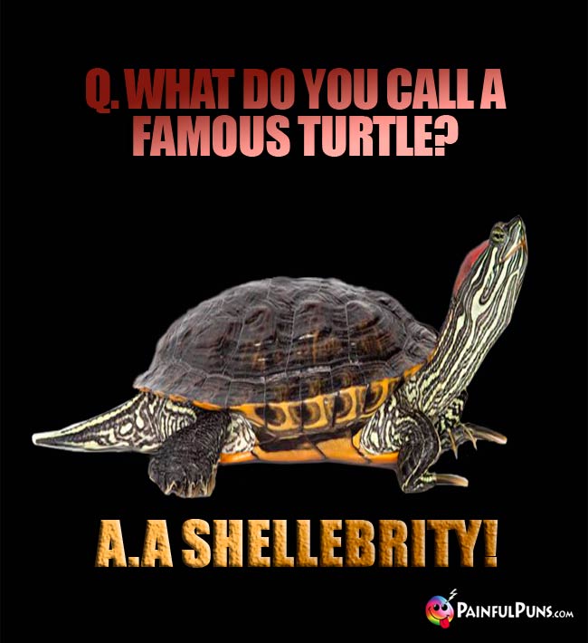 Turtle Jokes, Tortoise Puns, Terrapin Humor 2