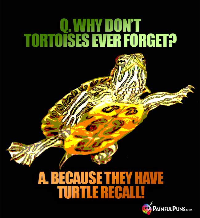 Turtle Jokes, Shelly Puns, Tortoise Humor