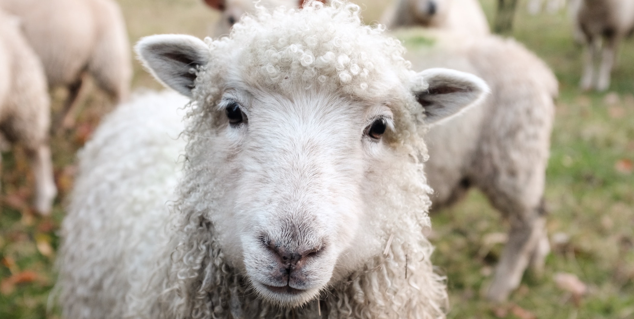 Large Animal Services Paint Creek Animal Clinic