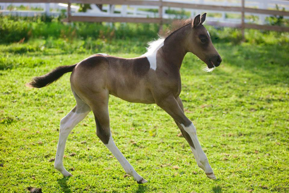 Palomino Paint Foal