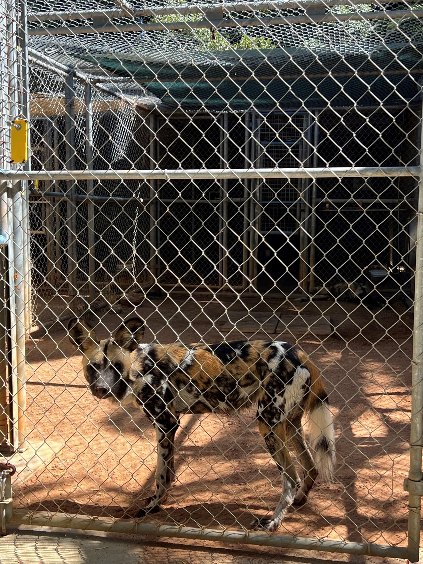 Happy Zoo Year! • Painted Dog Research