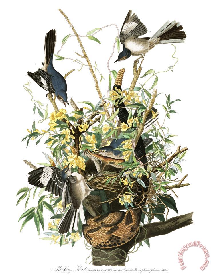 John James Audubon Mocking Bird painting Mocking Bird print for sale