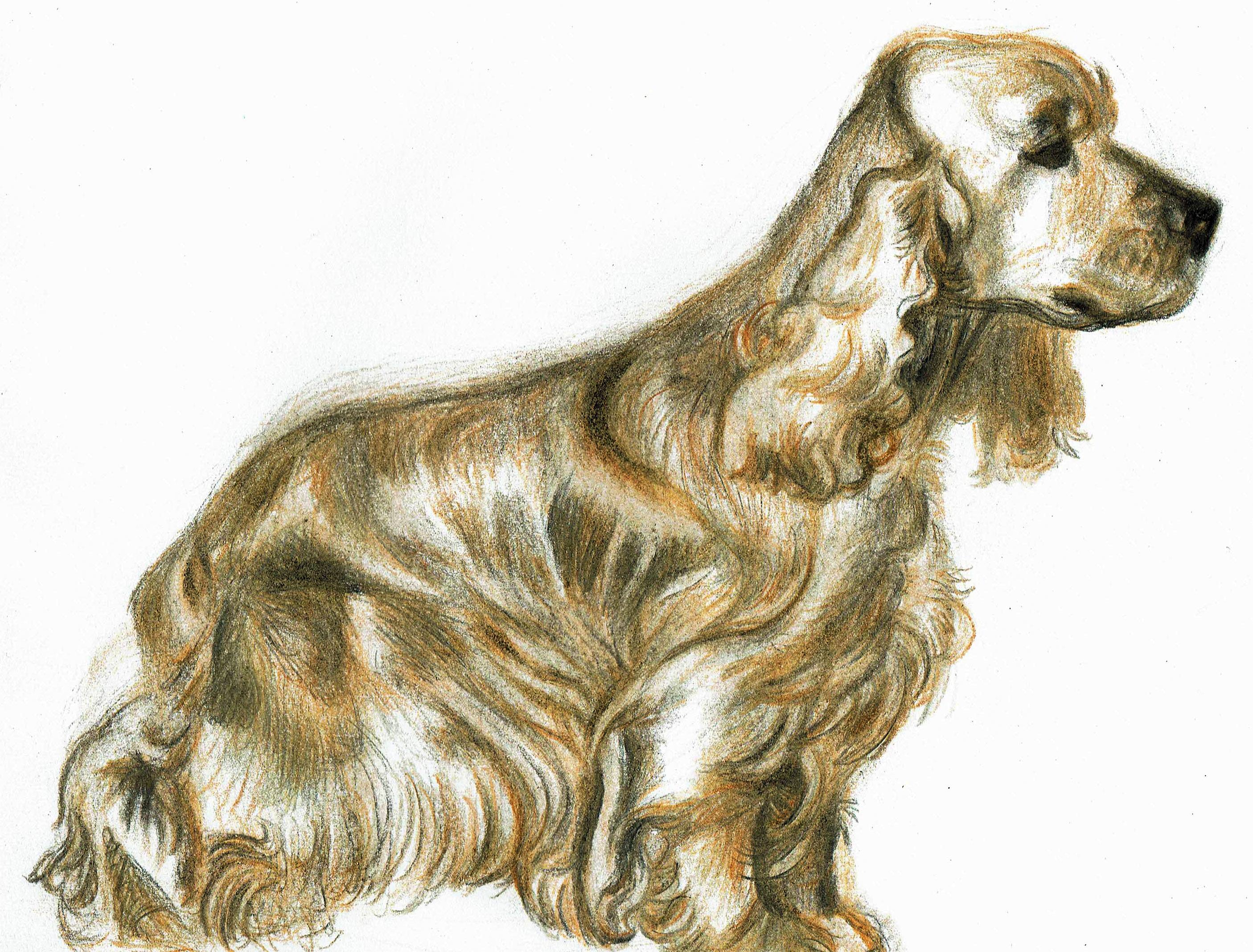 Cocker Spaniel Drawing at Explore collection of Cocker Spaniel Drawing