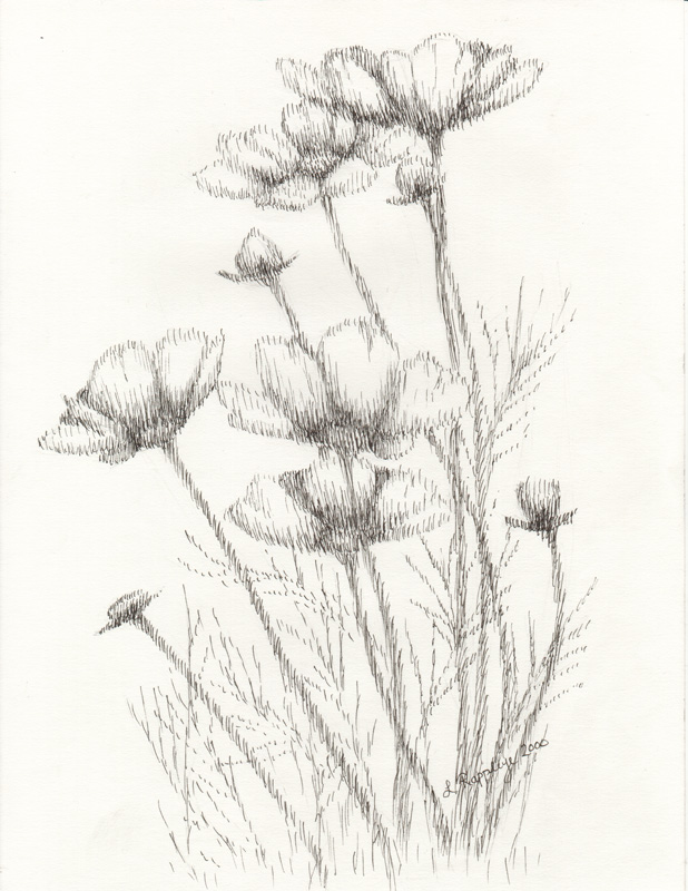 Soft Drawing at Explore collection of Soft Drawing