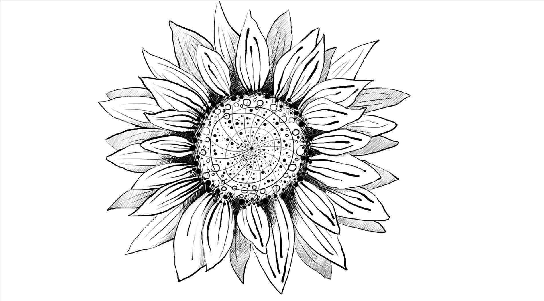 Sunflower Drawing Tutorial at Explore collection of Sunflower Drawing Tutorial