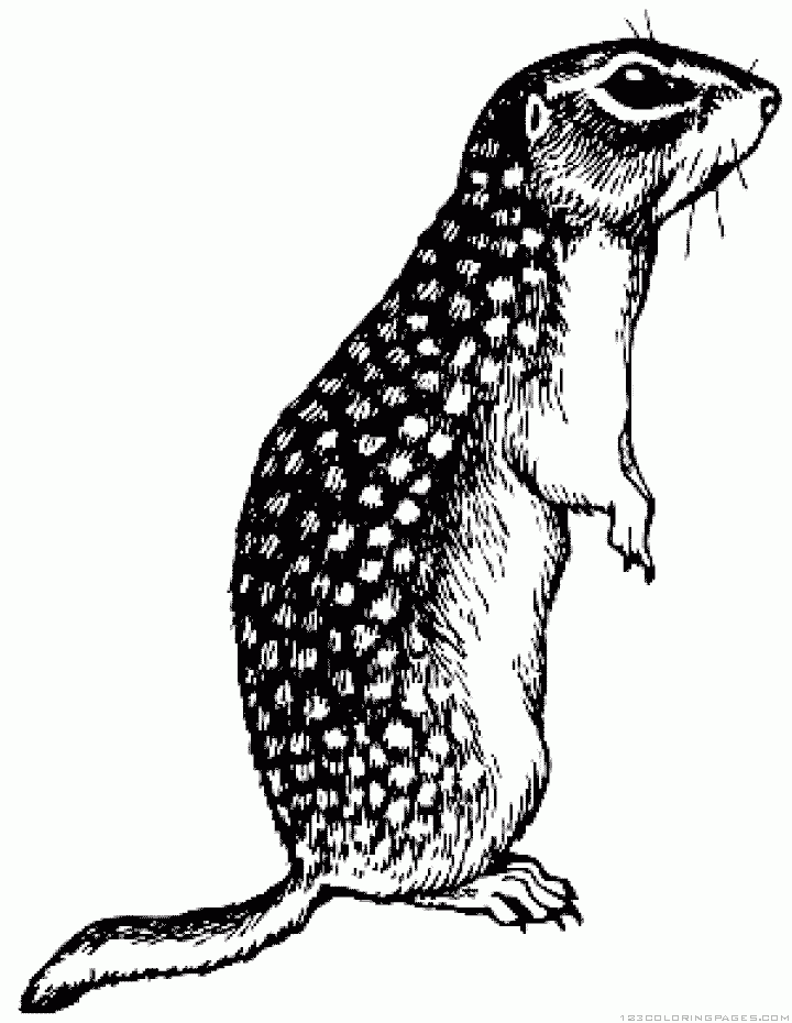 Gopher Sketch at Explore collection of Gopher Sketch