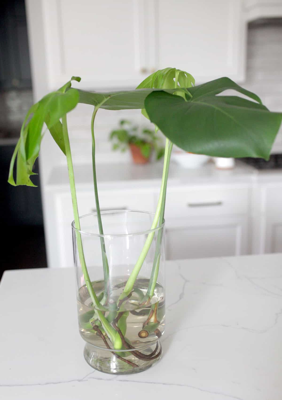 How to Grow and Care for a Monstera Deliciosa Plant Paisley Plants