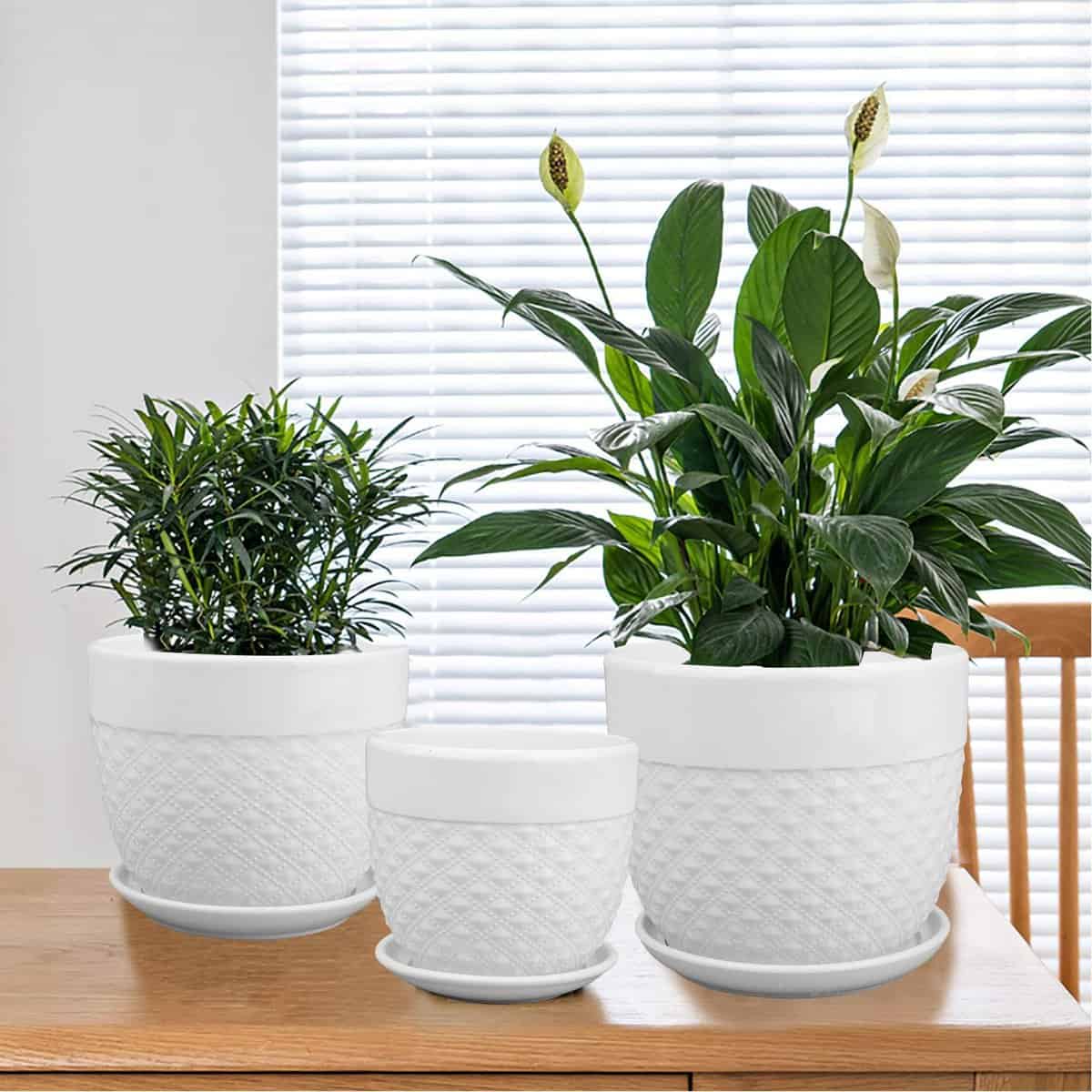 6 Best Pots for African Violets Paisley Plants