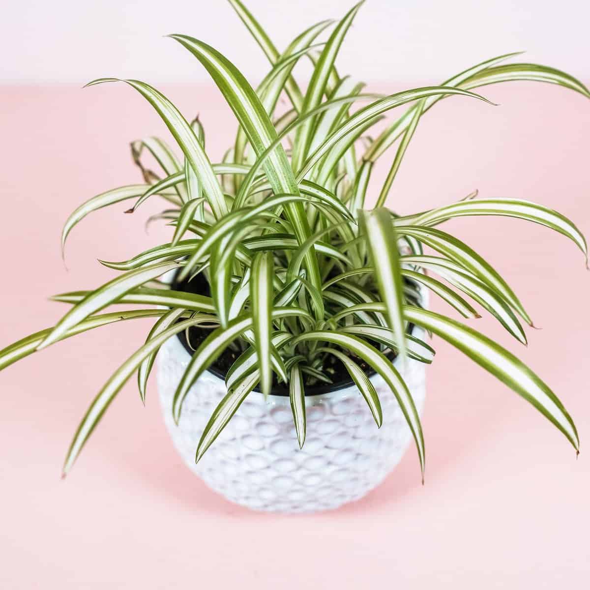 5 Unique Types of Spider Plants Paisley Plants