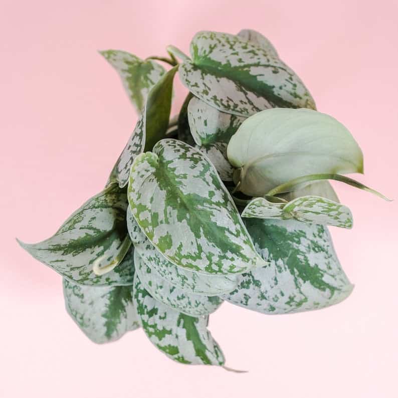 Silver Pothos Care Tips & Tricks Paisley Plants