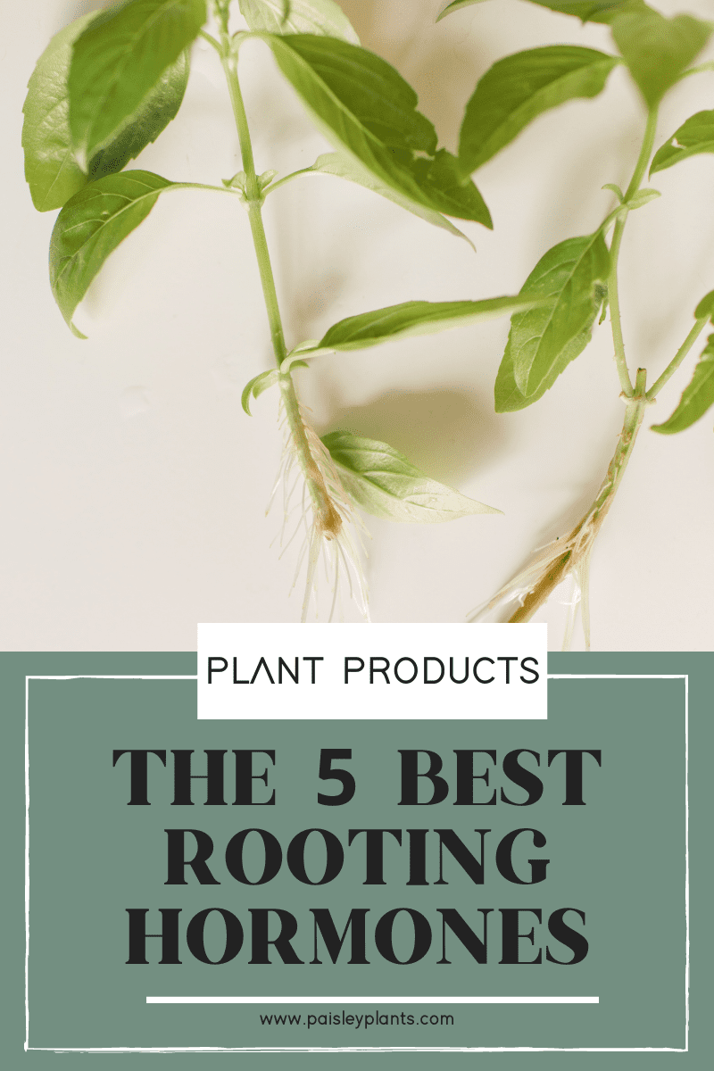 What's the Best Rooting Hormone? Paisley Plants