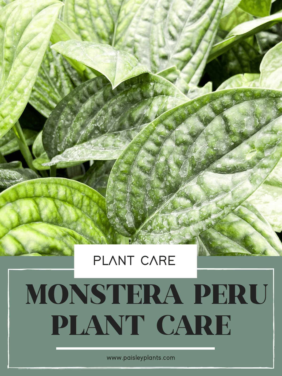 Monstera Peru Plant Care Guide Paisley Plants