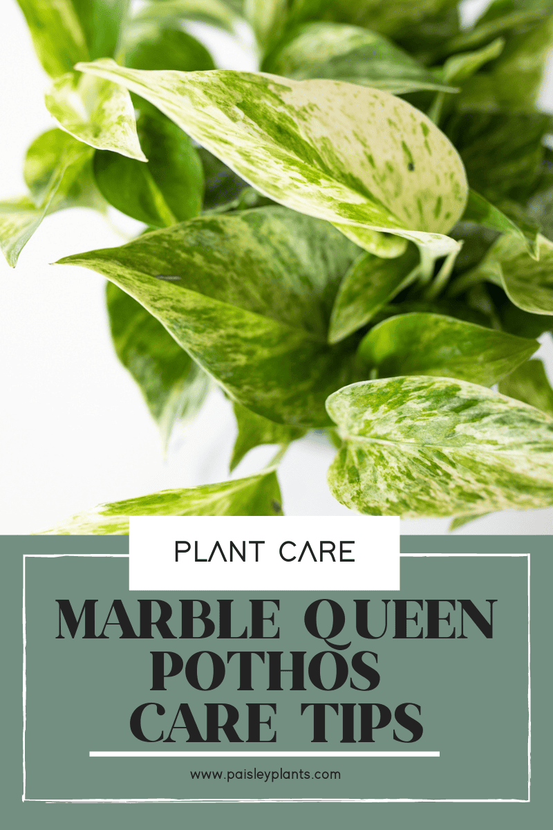 Marble Queen Pothos Plant Ultimate Care Guide Paisley Plants