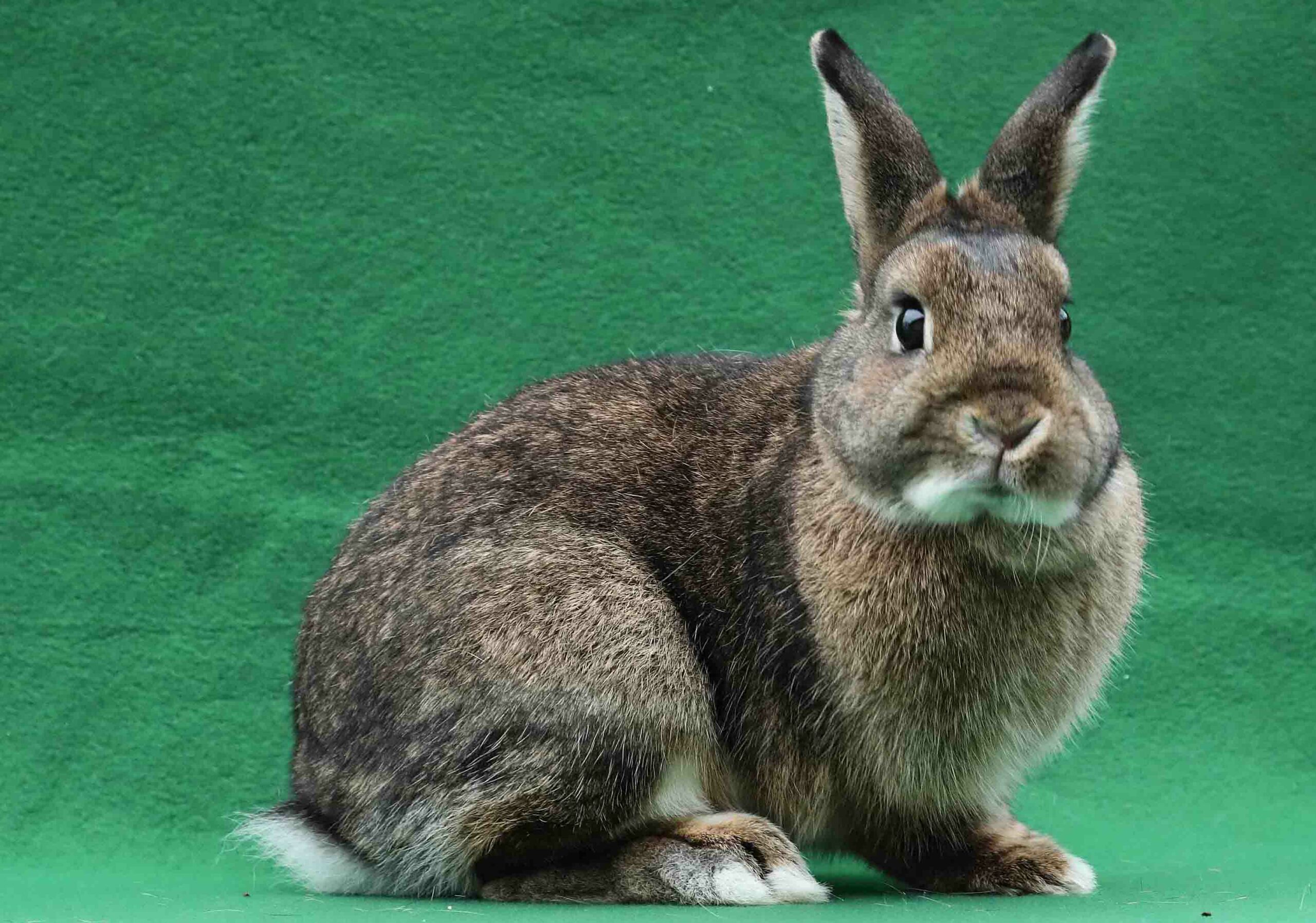 Animal shelters deal with influx of rabbits, ‘pocket pets’ The Pajaronian