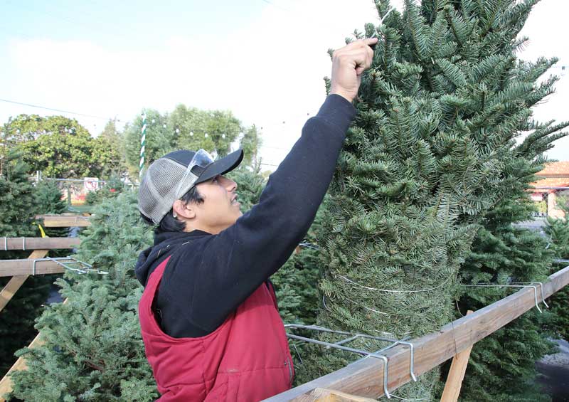 Christmas tree sellers optimistic despite national shortage