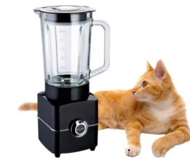 Reality behind cat in blender Pak Chronicle