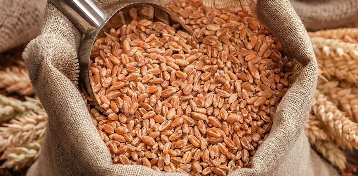 Wheat imported from Russia reaches Karachi Pakistan Observer