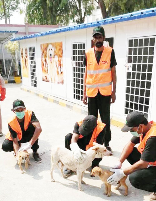 Dog Shops In Islamabad at Mark Castillo blog
