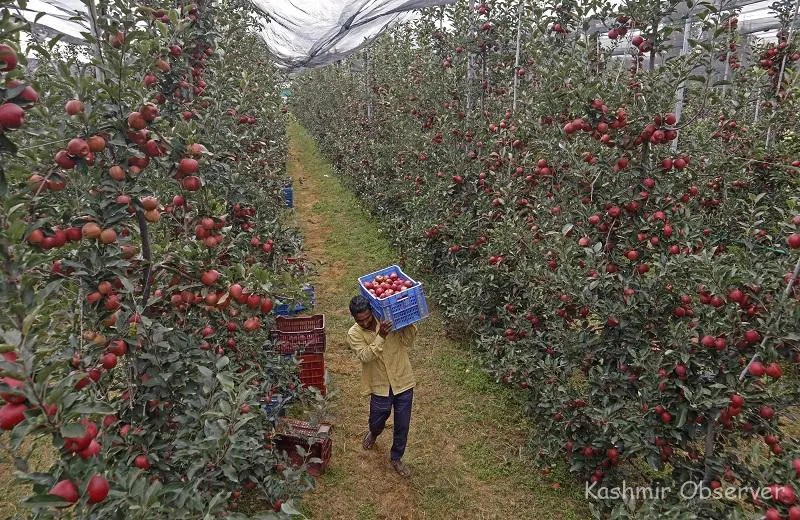 Apple growers upset over relaxation of customs duty on US apples