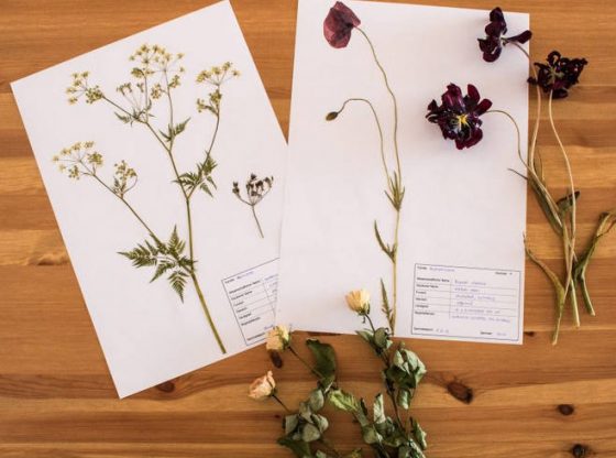 Yuk, Kenali Apa Itu Herbarium dan Cara Membuatnya Pak Tani Digital