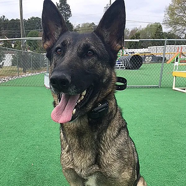 Protection Dogs For Sale Paladin Executive Protection Dogs