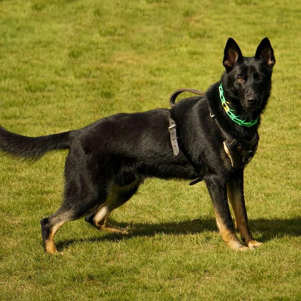 Protection Dogs For Sale Paladin Executive Protection Dogs