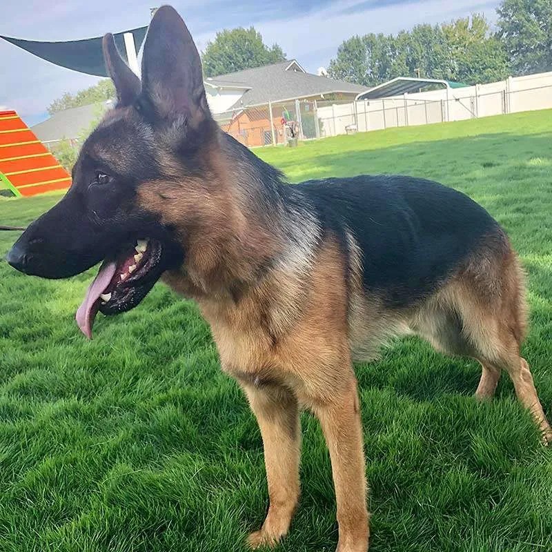 Protection Dogs For Sale Paladin Executive Protection Dogs