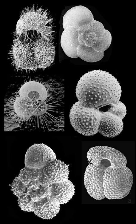 Recent Radiolaria of the South Atlantic: Plain