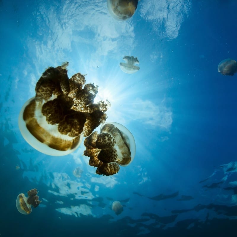 Palau Dive Adventures Blog Palau Dive Adventures