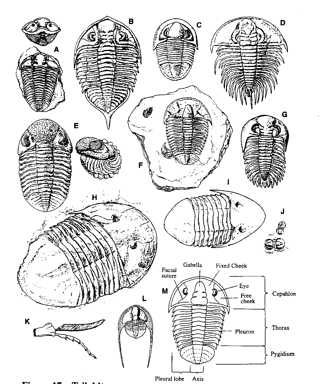 Trilobite images