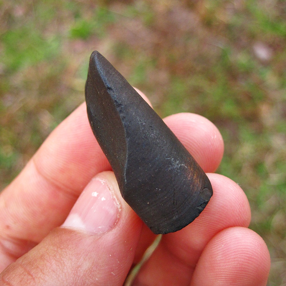 Giant Ground Sloth Tooth (Caniform) Fossil Pleistocene of Florida