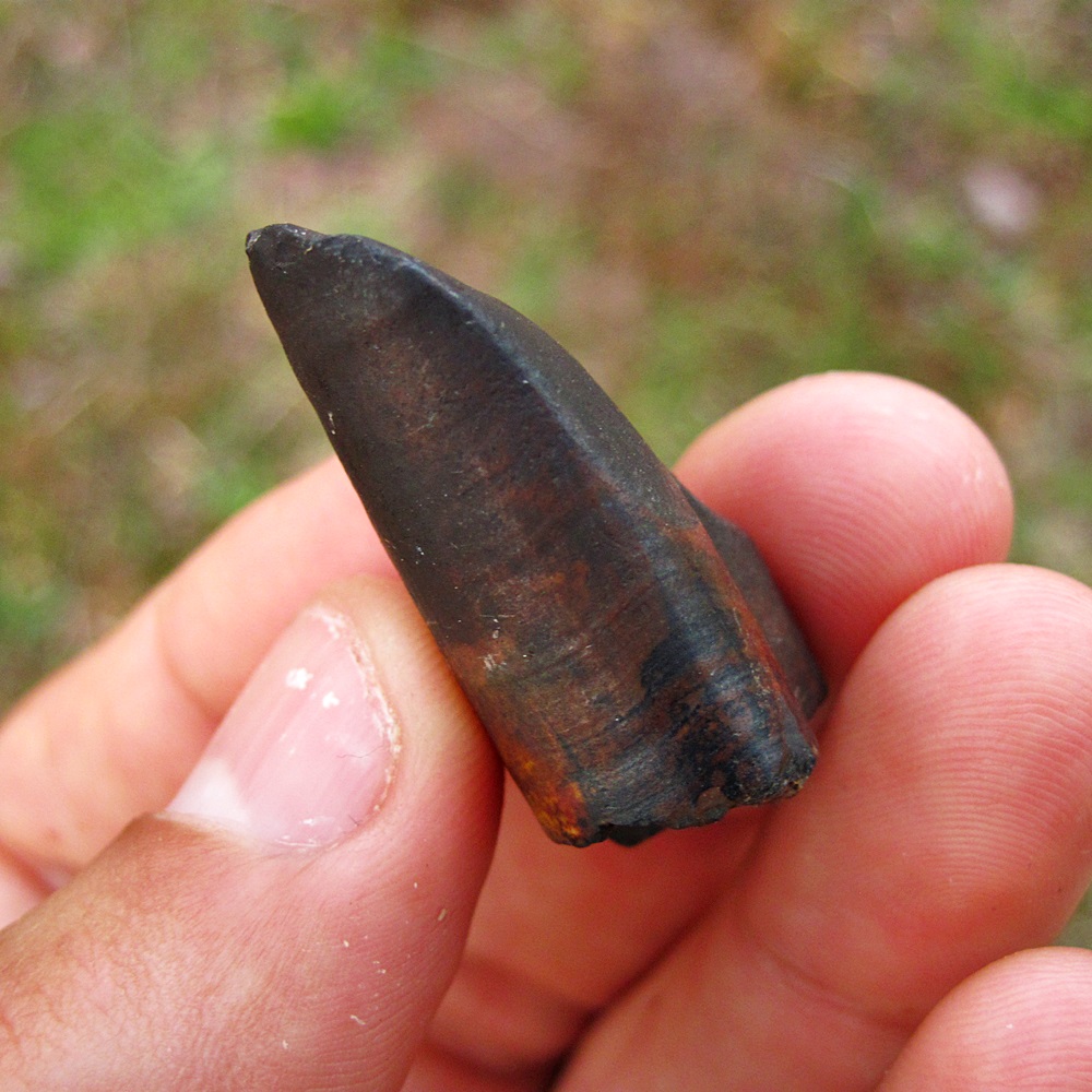 Giant Ground Sloth Tooth (Caniform) Fossil Pleistocene of Florida
